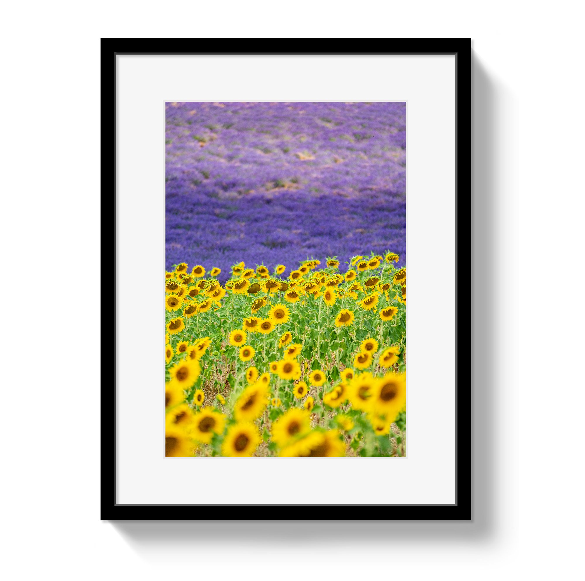 Sun and Lavender by Johnny Vacay - main product image for Resin Society