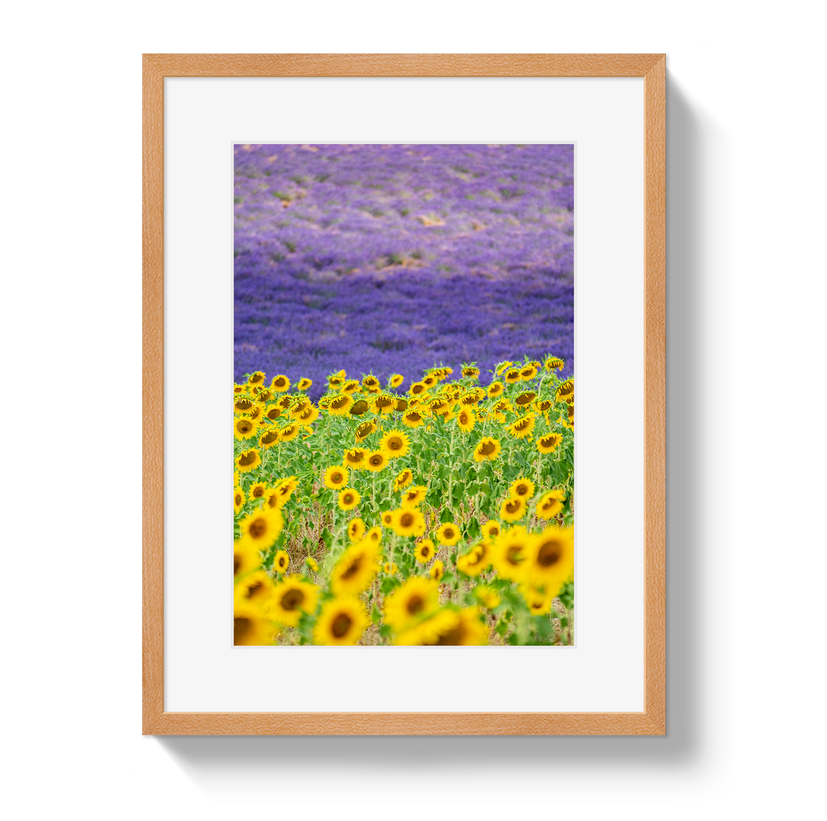 Sun and Lavender by Johnny Vacay - product image 3 for Resin Society