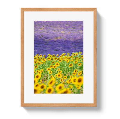 Sun and Lavender by Johnny Vacay - product image 3 for Resin Society