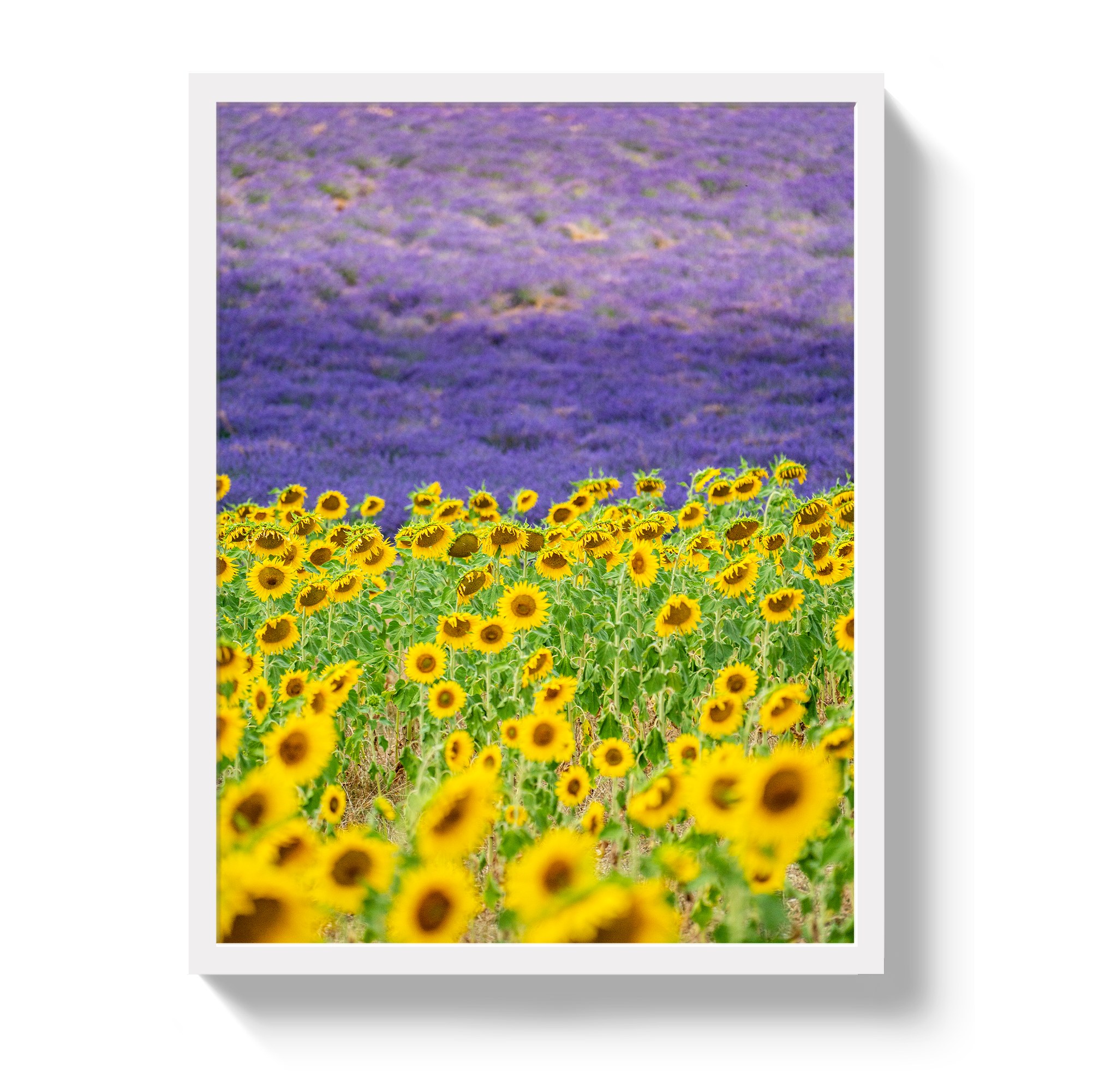 Sun and Lavender by Johnny Vacay - product image 5 for Resin Society
