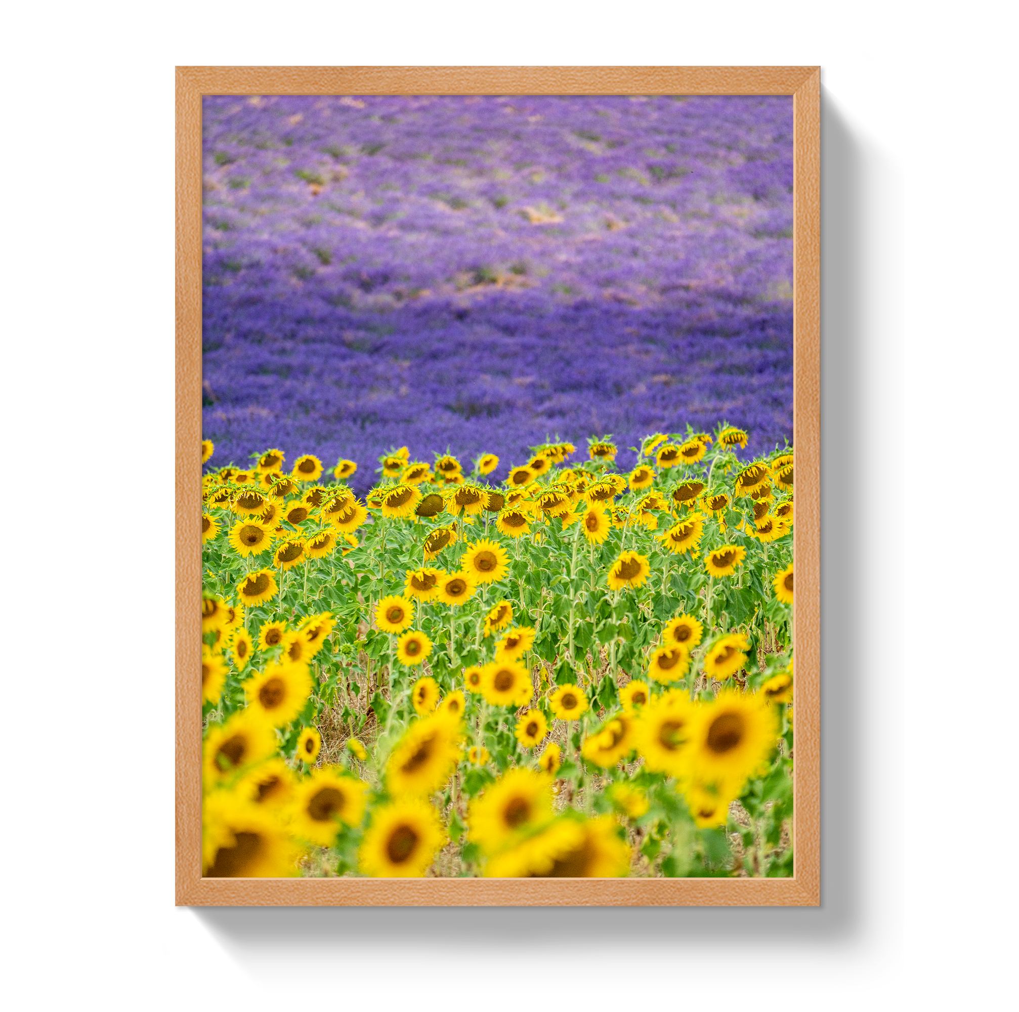 Sun and Lavender by Johnny Vacay - product image 6 for Resin Society