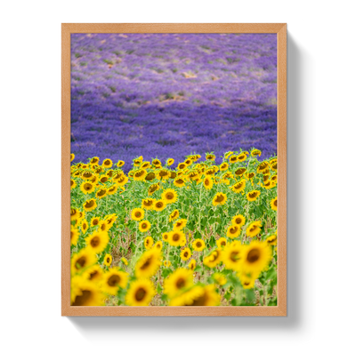 Sun and Lavender by Johnny Vacay - product image 6 for Resin Society