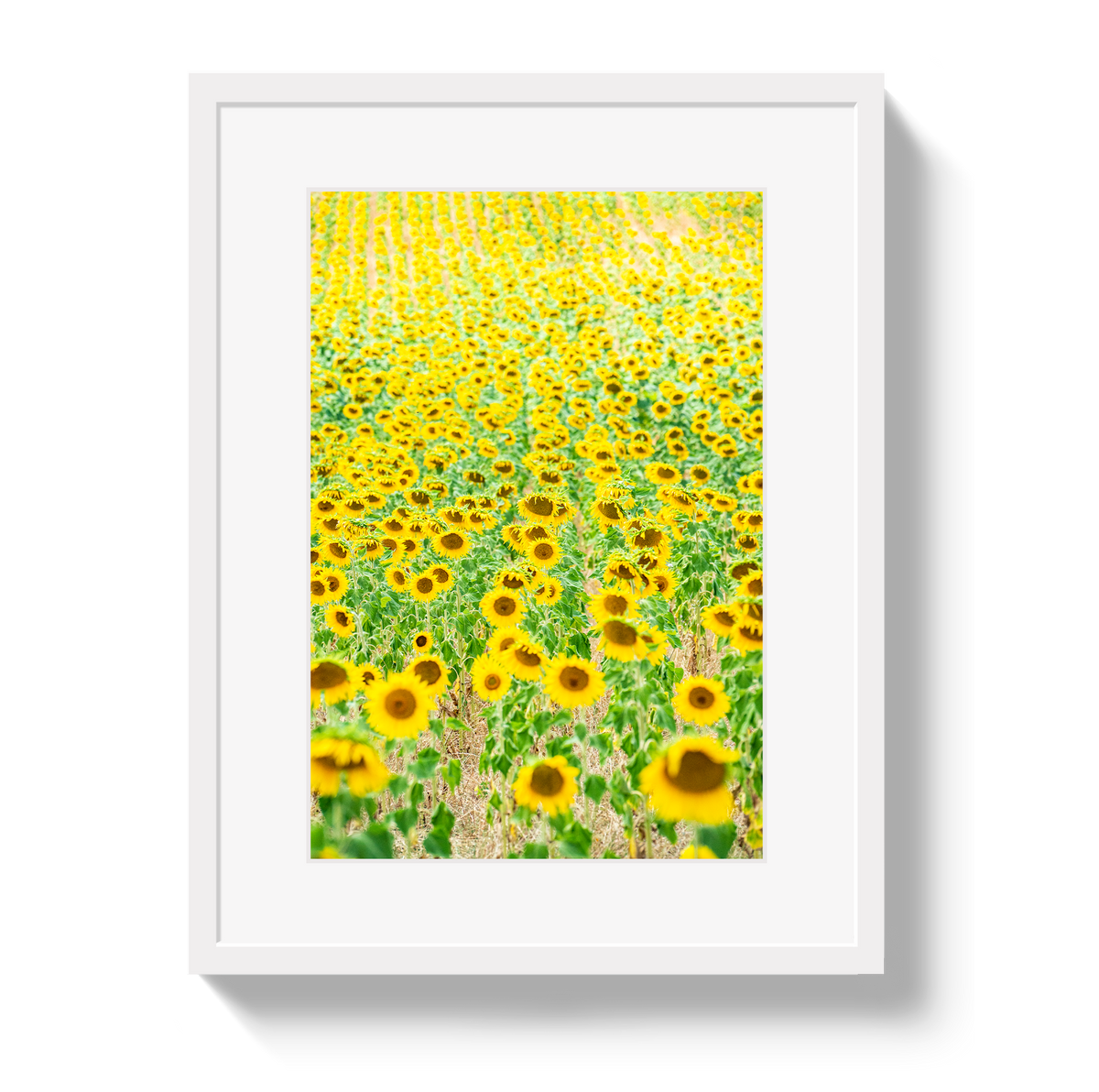 Provence Sunflowers by Johnny Vacay - product image 2 for Resin Society