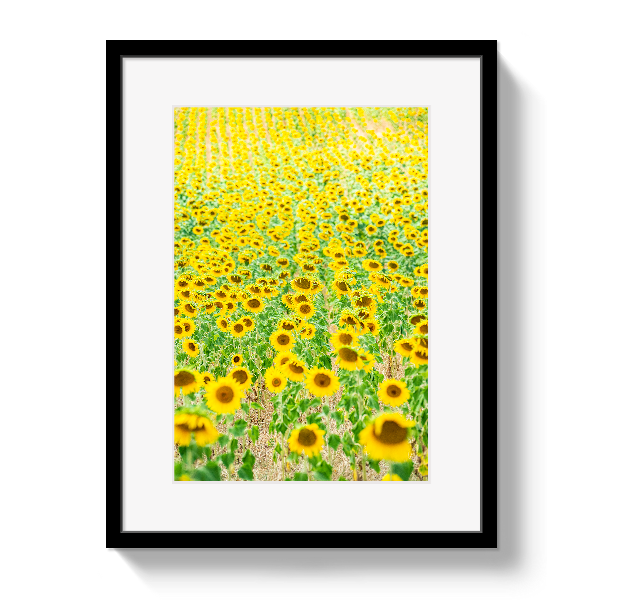 Provence Sunflowers by Johnny Vacay - main product image for Resin Society