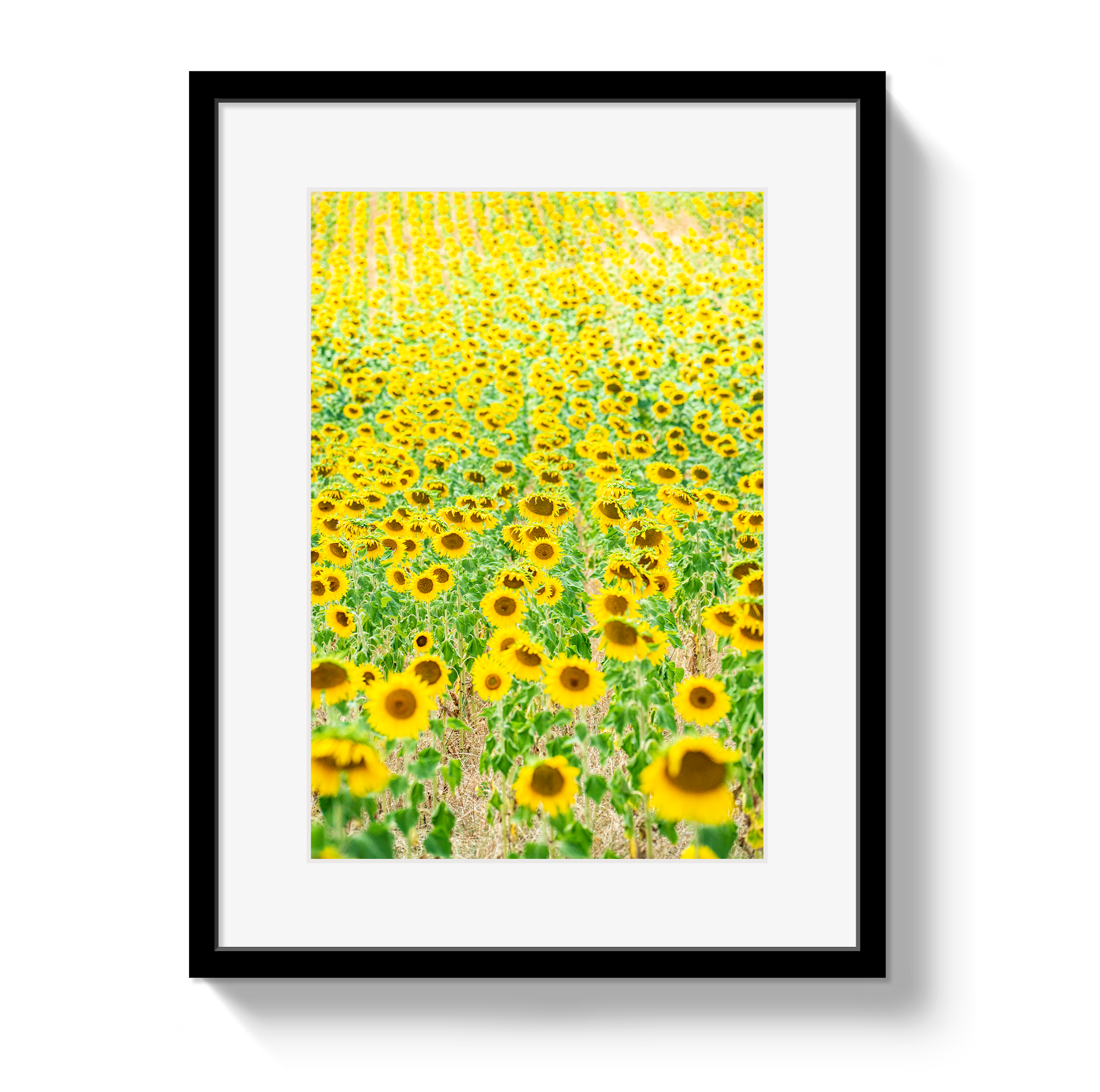 Provence Sunflowers by Johnny Vacay - main product image for Resin Society