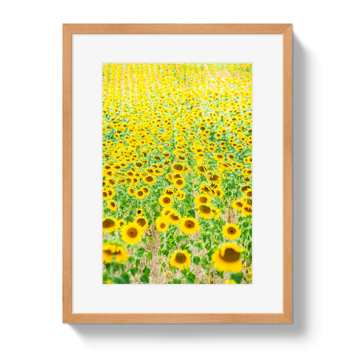 Provence Sunflowers by Johnny Vacay - product image 3 for Resin Society