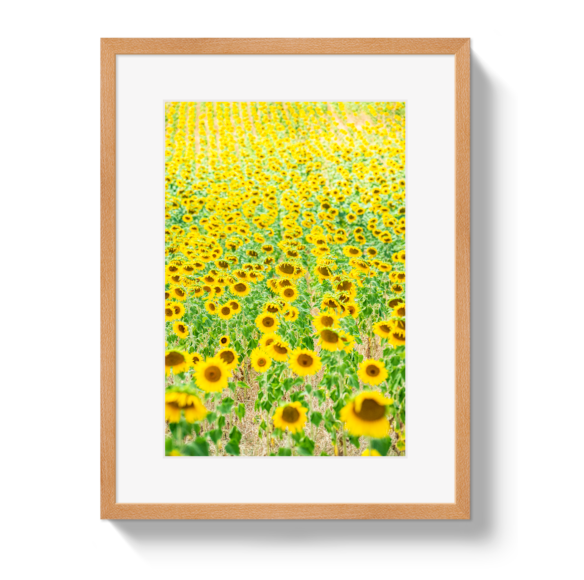 Provence Sunflowers by Johnny Vacay - product image 3 for Resin Society