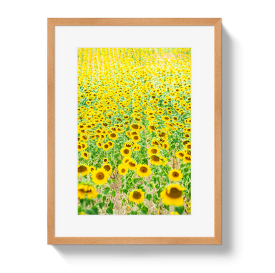 Provence Sunflowers by Johnny Vacay - product image 3 for Resin Society