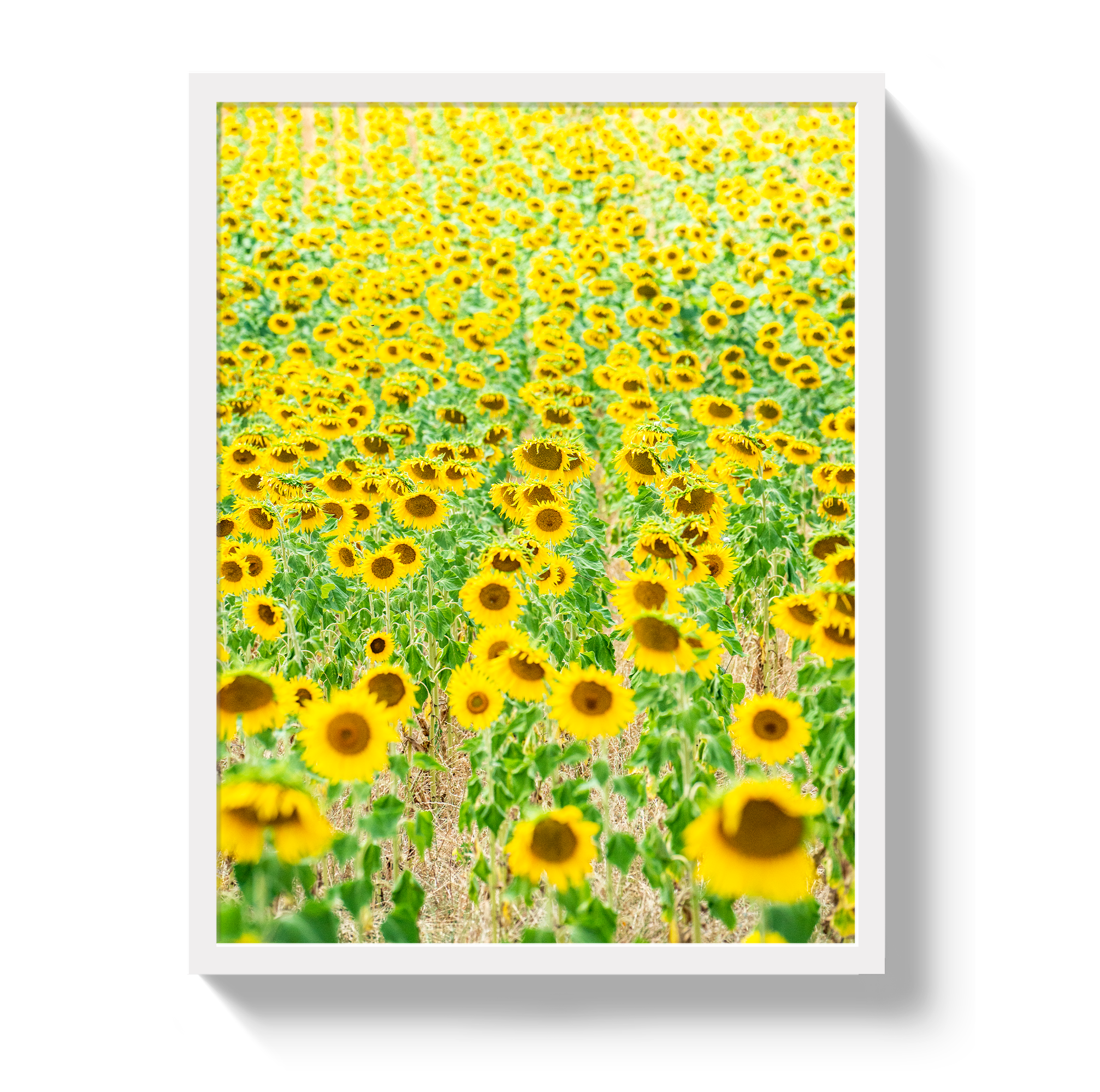 Provence Sunflowers by Johnny Vacay - product image 5 for Resin Society