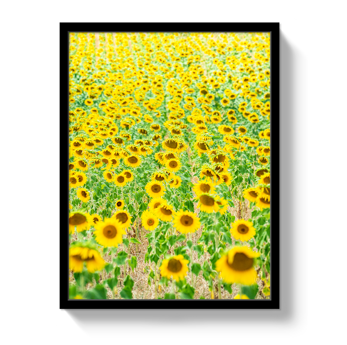 Provence Sunflowers by Johnny Vacay - product image 4 for Resin Society