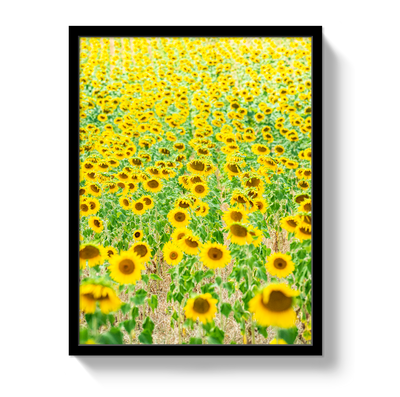 Provence Sunflowers by Johnny Vacay - product image 4 for Resin Society