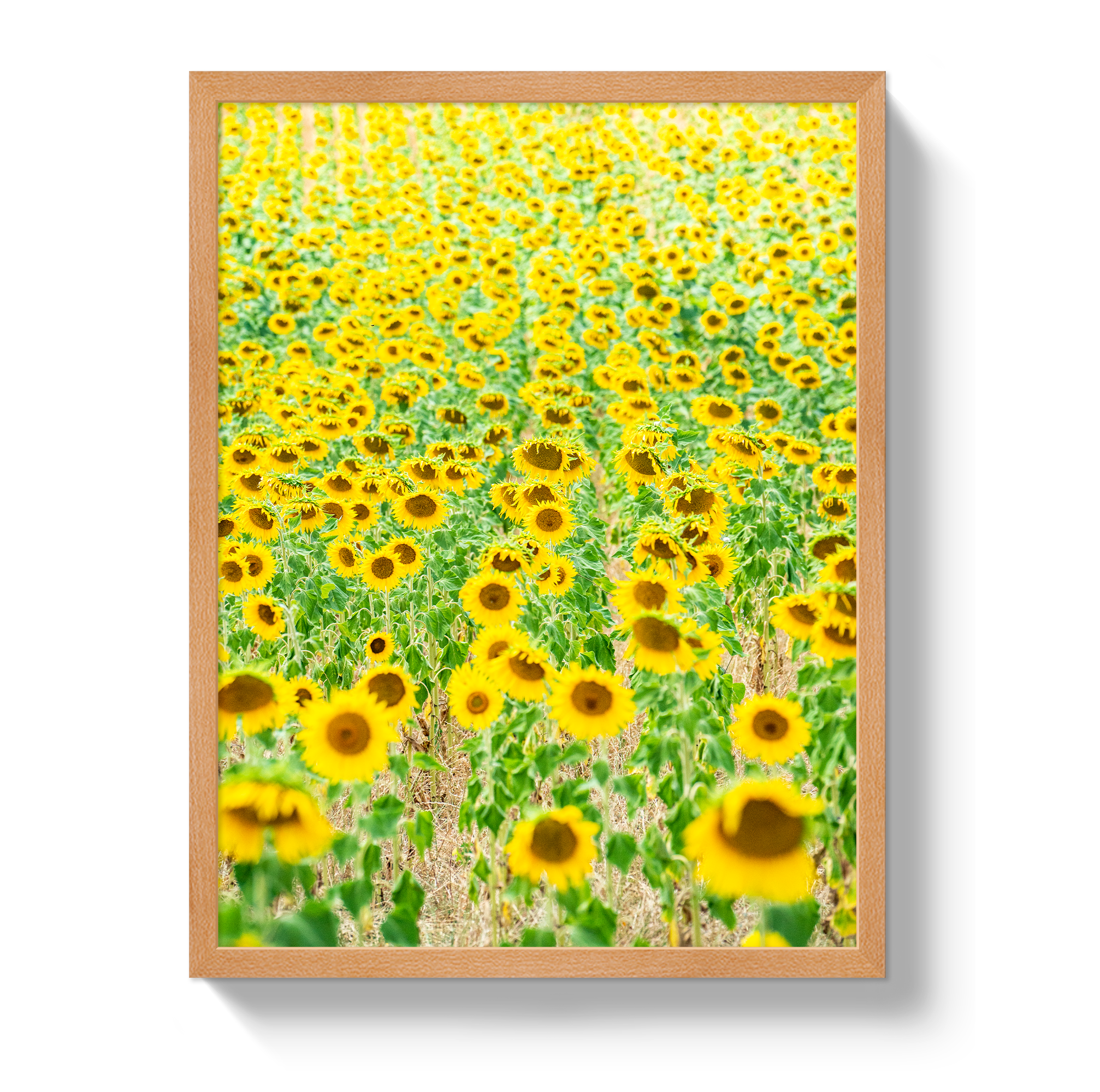 Provence Sunflowers by Johnny Vacay - product image 6 for Resin Society