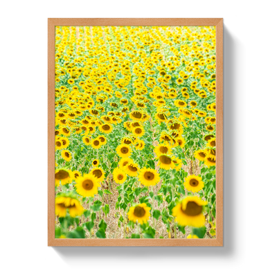 Provence Sunflowers by Johnny Vacay - product image 6 for Resin Society