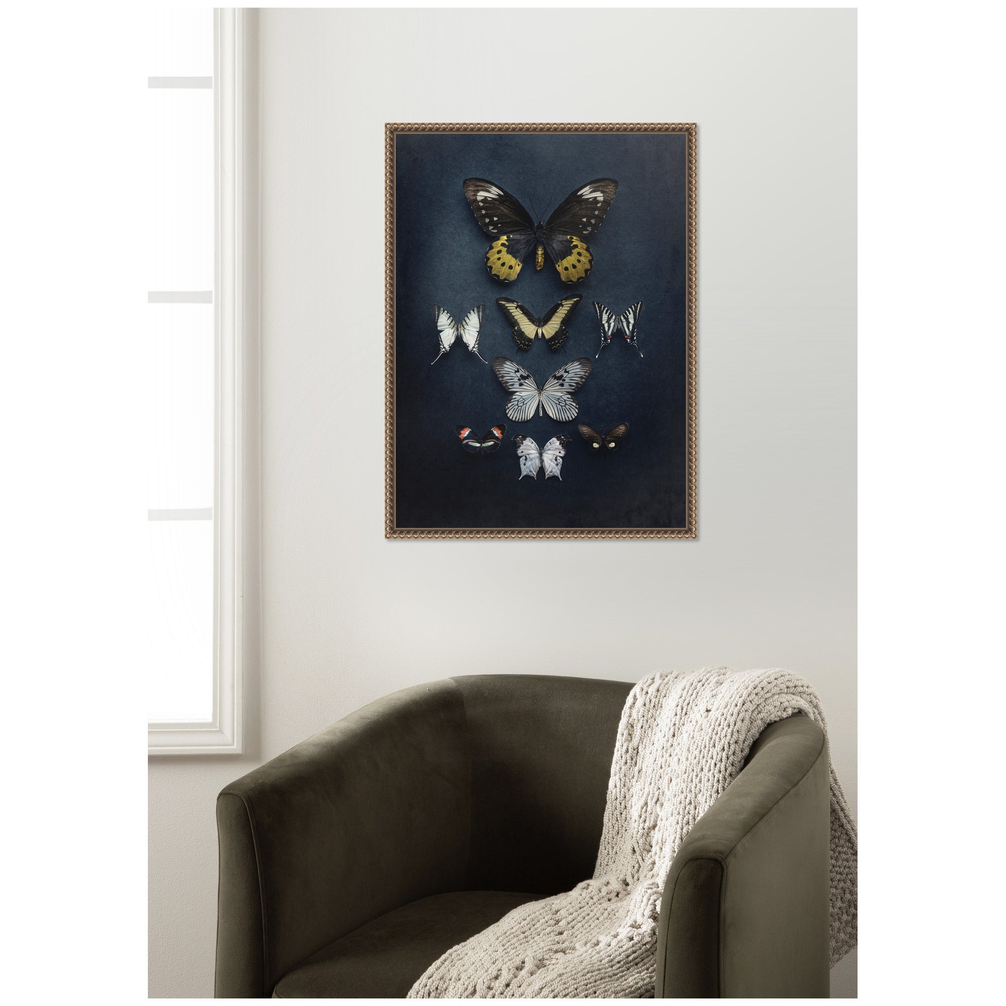 Butterfly Study Dark by Emiko and Mark Franzen F2 Images Framed Canvas Wall Art Print