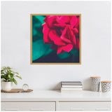 Close-up of a vibrant red velvety garden rose with green leaves in a simple light wood frame, displayed on a white wall above a modern desk with plants and books.