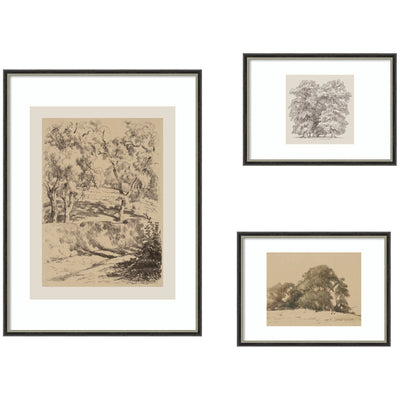 Three framed nature sketches arranged side by side showcasing botanical drawings under clear acrylic glazing.