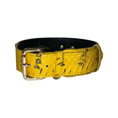 Mustard Yellow and Black Snake Classic Buckle Collar, laid flat showing clasp and pattern
