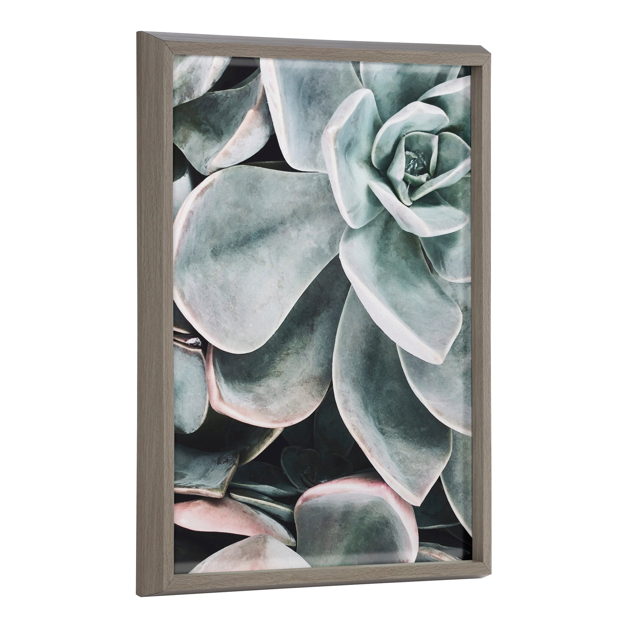 Blake Botanical Succulent Plants 2 Framed Printed Glass by The Creative by kateandlaurel - main product image for Resin Society