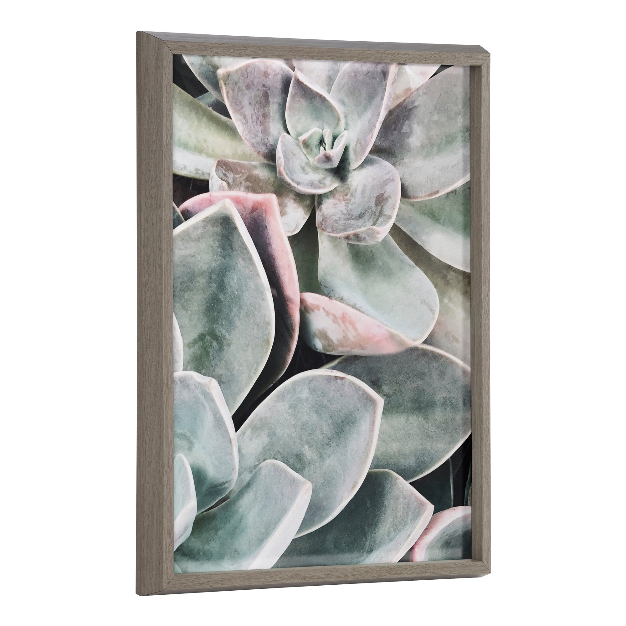 Blake Botanical Succulent Plants 1 Framed Printed Glass by The Creative by kateandlaurel - main product image for Resin Society
