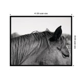 Black-and-white close-up of a horse's head showing detailed texture of mane and ear, with blurred natural background, framed by black borders with dimensions.