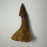 Brown fossilized Onchopristis barb or tooth with a pointed, triangular top and broad, textured base against a white background.