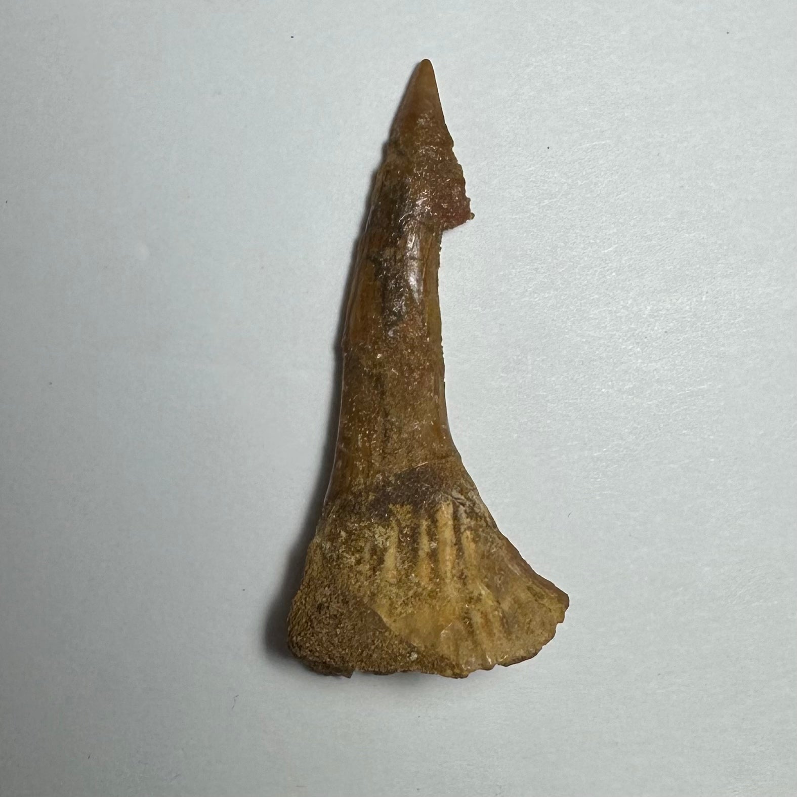 Onchopristis Barb/Tooth (MD) Fossil from Morocco