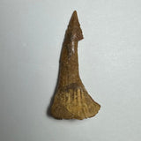 Brown fossilized Onchopristis barb or tooth with a pointed tip and a flared base, showing rough texture and ribbed details, photographed on a light gray background.
