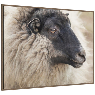 Edward Crop framed canvas wall art print showing close-up of a sheep with fluffy wool and dark face in walnut woodgrain frame