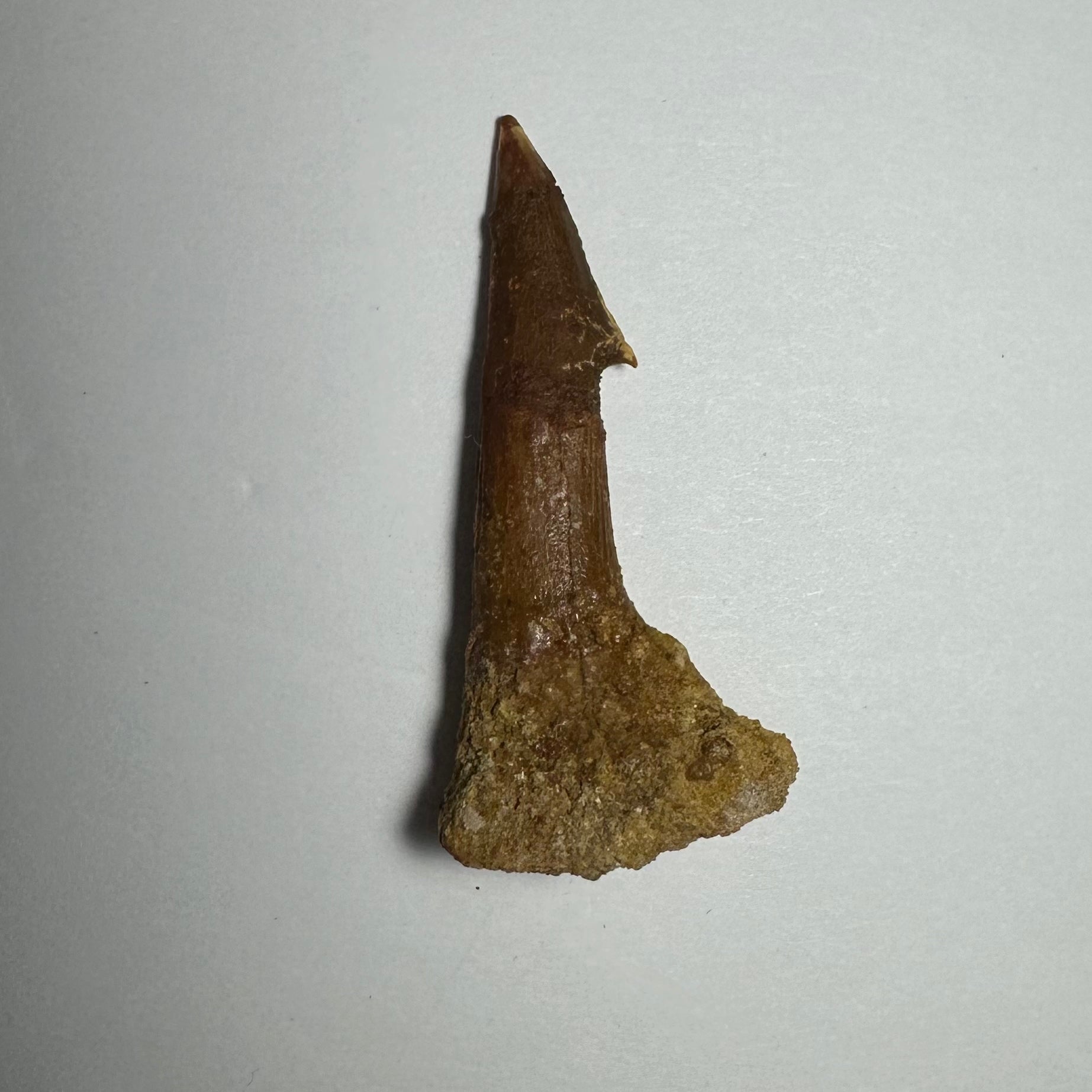 Onchopristis Barb/Tooth (MD) Fossil from Morocco