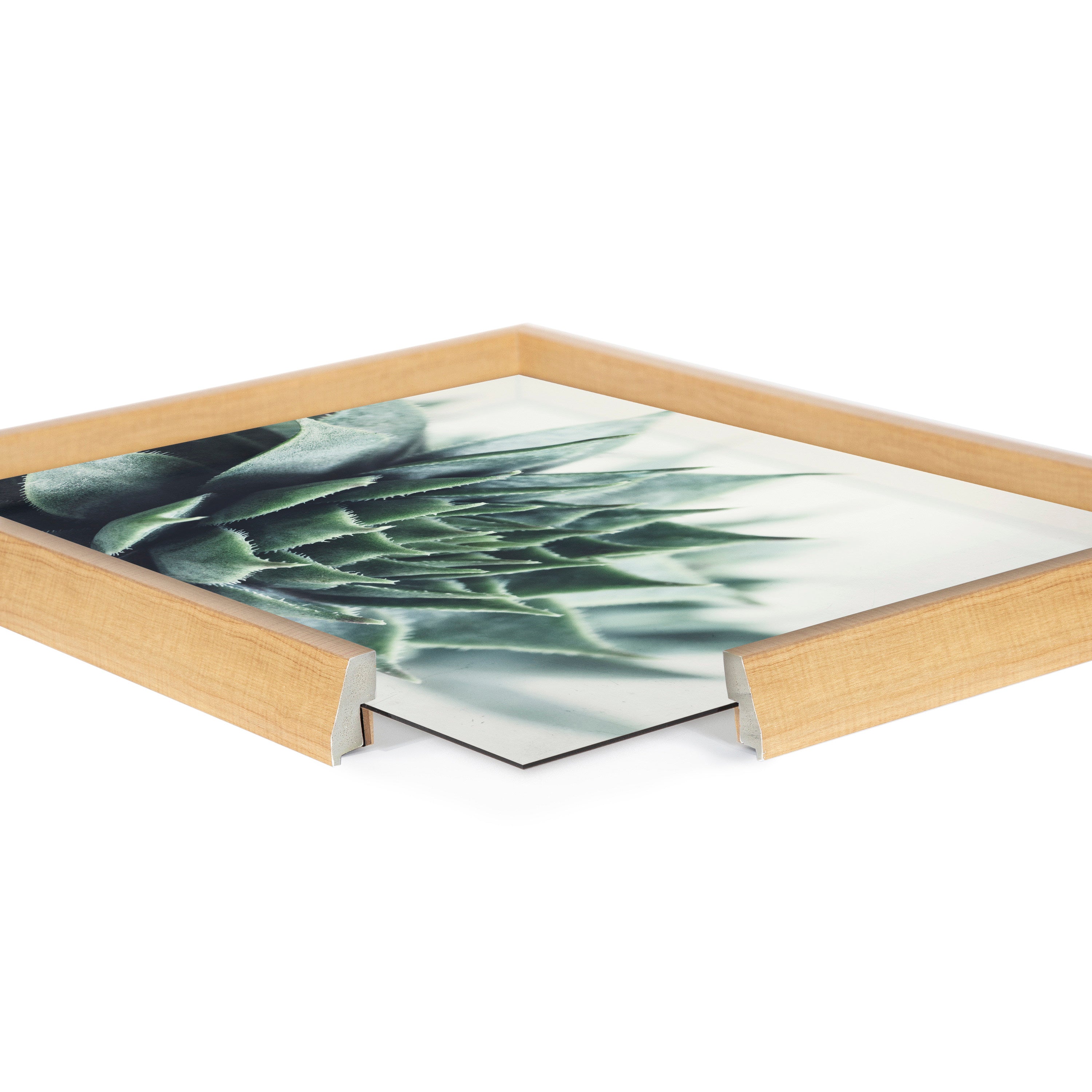 Blake Radical Succulent Framed Printed Glass by Emiko and Mark Franzen of F2Images