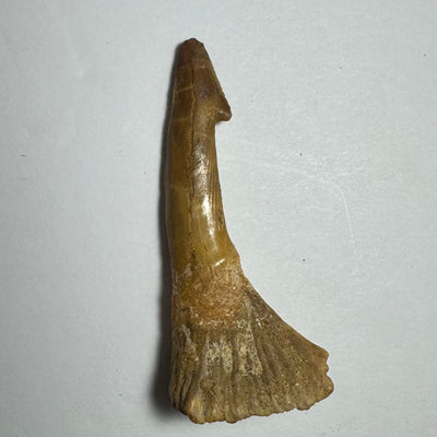 Onchopristis Barb/Tooth (MD) Fossil from Morocco