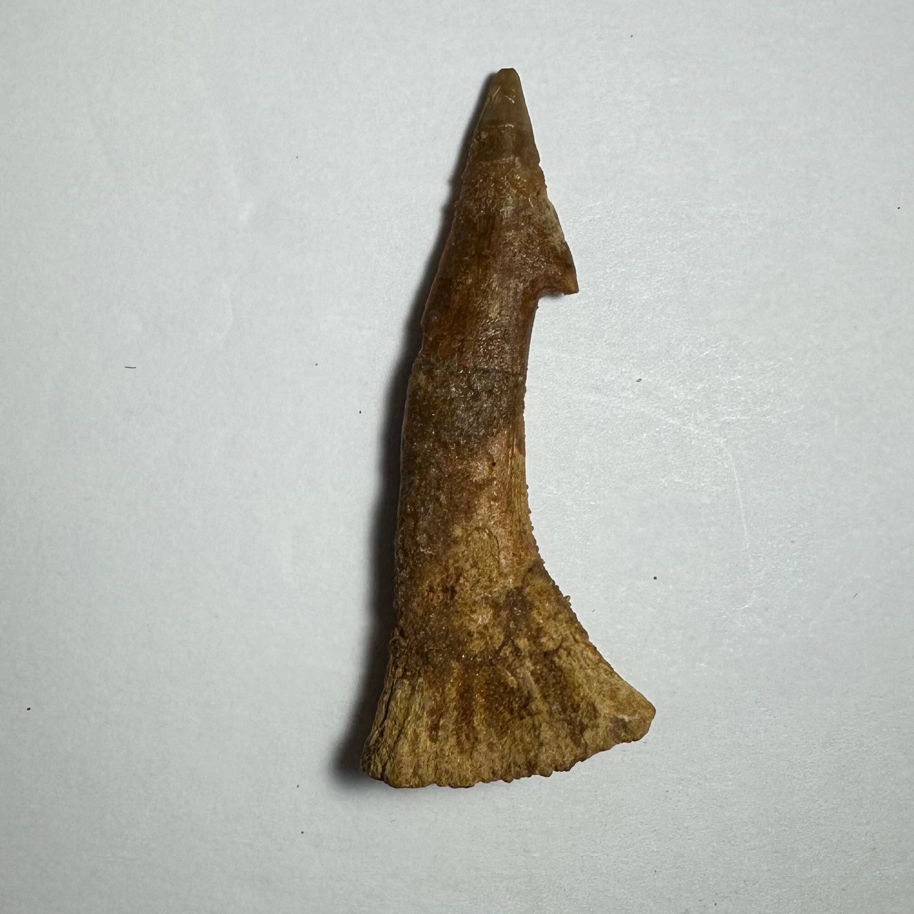 Onchopristis Barb/Tooth (MD) Fossil from Morocco