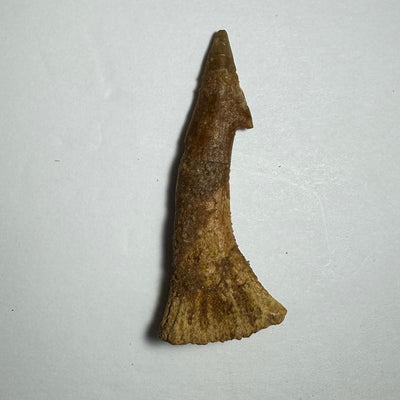 Onchopristis Barb/Tooth (MD) Fossil from Morocco