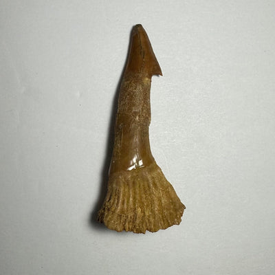 Onchopristis Barb/Tooth (MD) Fossil from Morocco