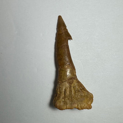 Onchopristis Barb/Tooth (MD) Fossil from Morocco