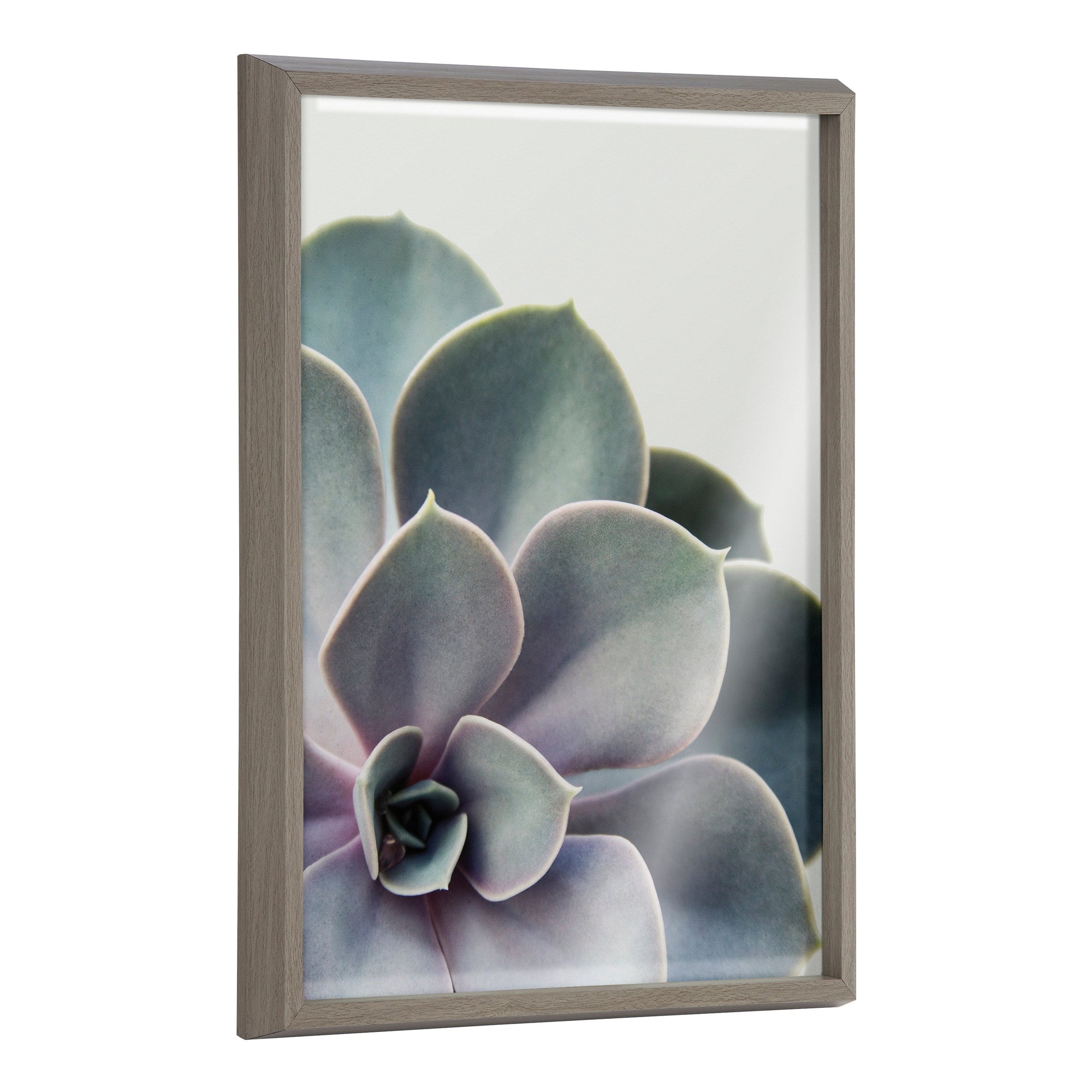 Blake Succulent 5 Framed Printed Glass by kateandlaurel - main product image for Resin Society