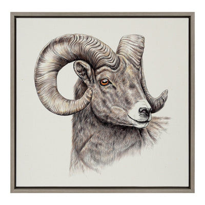 Sylvie Ram Framed Canvas art showing a ram in naturalistic tones with a gray floating frame