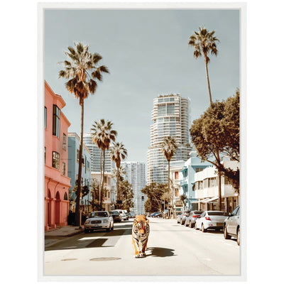 Sylvie California Tiger Roaming through Palm Springs Framed Canvas by Michael Schauer