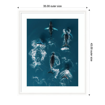 Framed Art School of Humpback Whales in the Blue Ocean by Michael Schauer