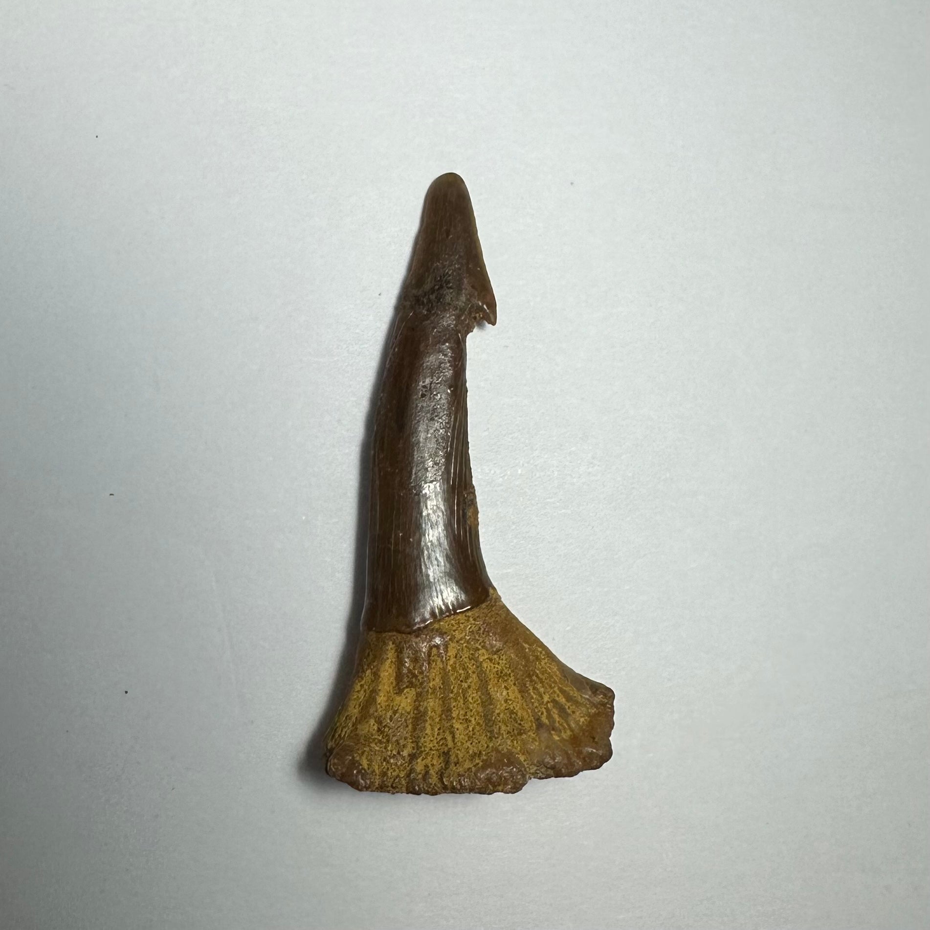 Onchopristis Barb/Tooth (MD) Fossil from Morocco