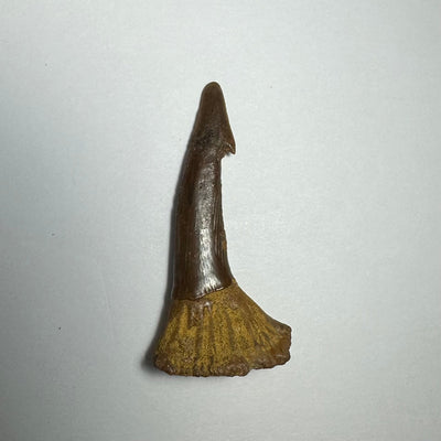 Onchopristis Barb/Tooth (MD) Fossil from Morocco