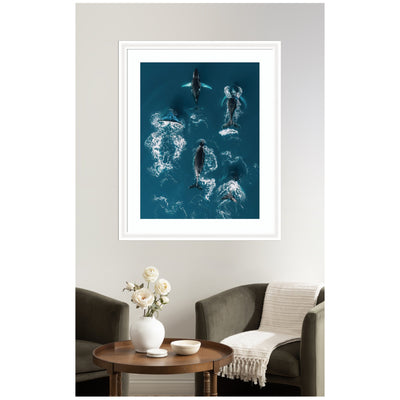 Framed Art School of Humpback Whales in the Blue Ocean by Michael Schauer