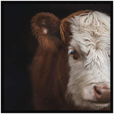 Framed Cow Close wall art print by Emiko and Mark Franzen F2 Images displaying a close-up image of a cow