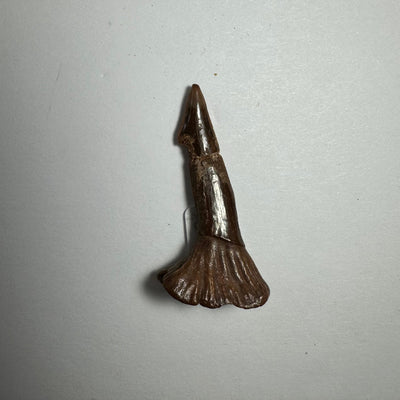 Onchopristis Barb/Tooth (SM) from Morocco