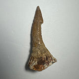 Fossilized Onchopristis barb or tooth from Morocco with tapered pointed end and textured base in shades of brown and beige against a light background.