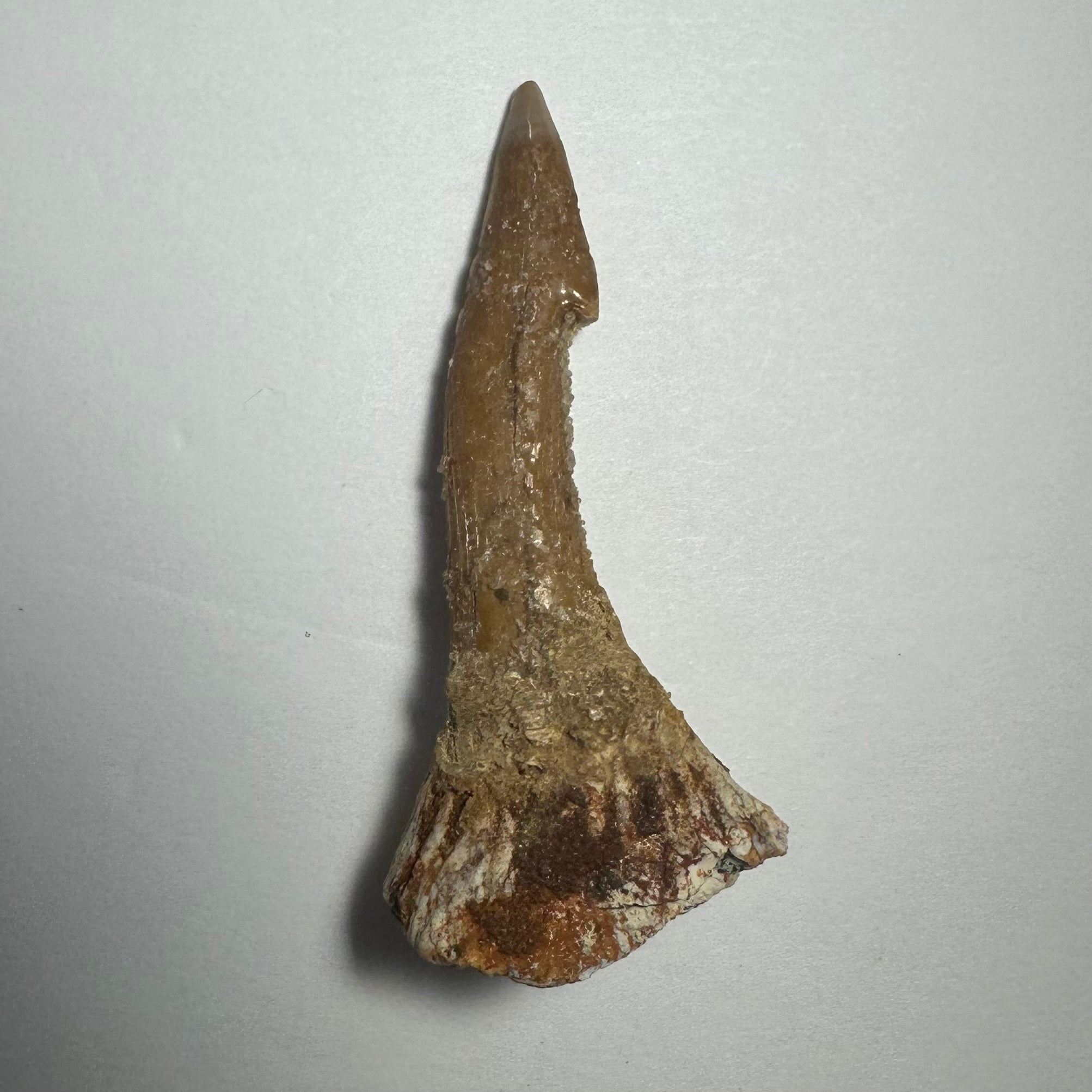 Onchopristis Barb/Tooth (MD) Fossil from Morocco