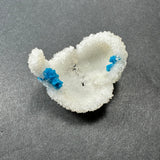 White Stilbite crystal formation with delicate texture and two small clusters of bright blue Cavansite balls on a gray background