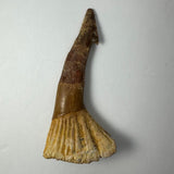 Fossilized Onchopristis barb or tooth with a brown, conical upper section and a wide, ridged beige base, displayed against a plain white background.