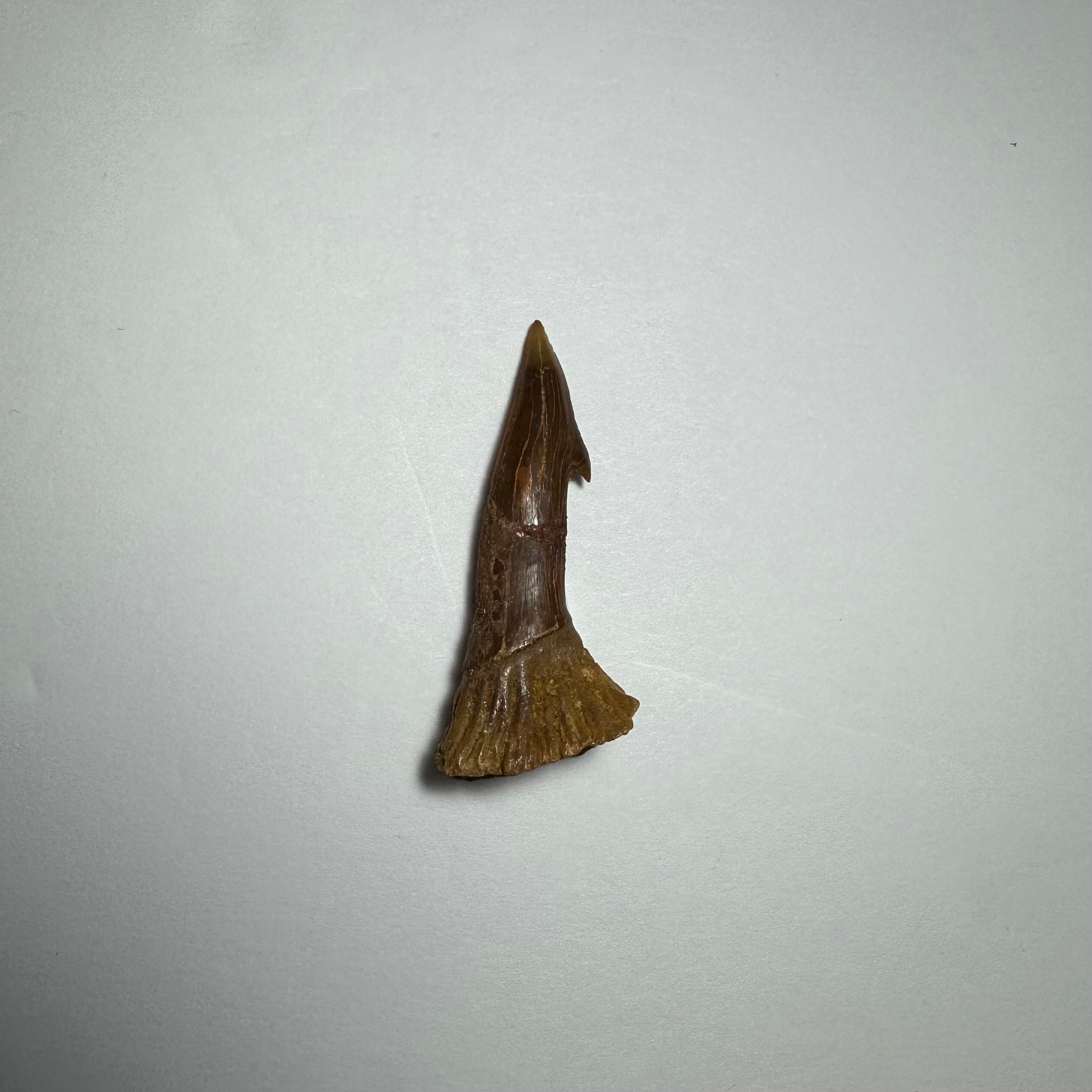 Small Onchopristis rostral barb/tooth fossil from Morocco with detailed texture and shape
