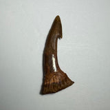 Brown Onchopristis barb or tooth fossil with a curved, pointed shape and textured base against a light gray background.